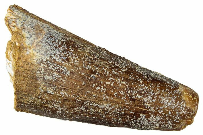 Bargain, Fossil Spinosaurus Tooth - Real Dinosaur Tooth #301272